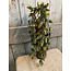 ## Humulus Brown 75 cm