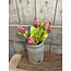 # Real Touch Tulip Bundle x5 L31cm Aubergine
