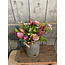 # Real Touch Tulip Bundle x5 L31cm Aubergine