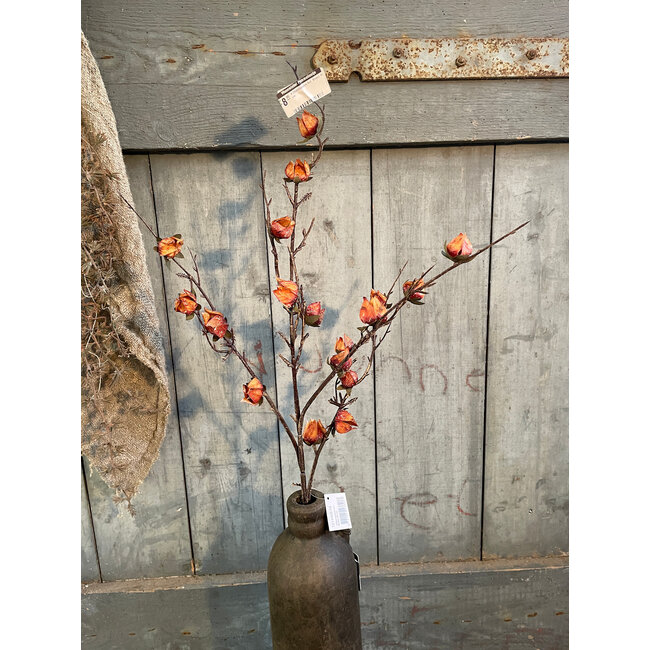 ## Chaenomelus Ant. Brwon 92 cm