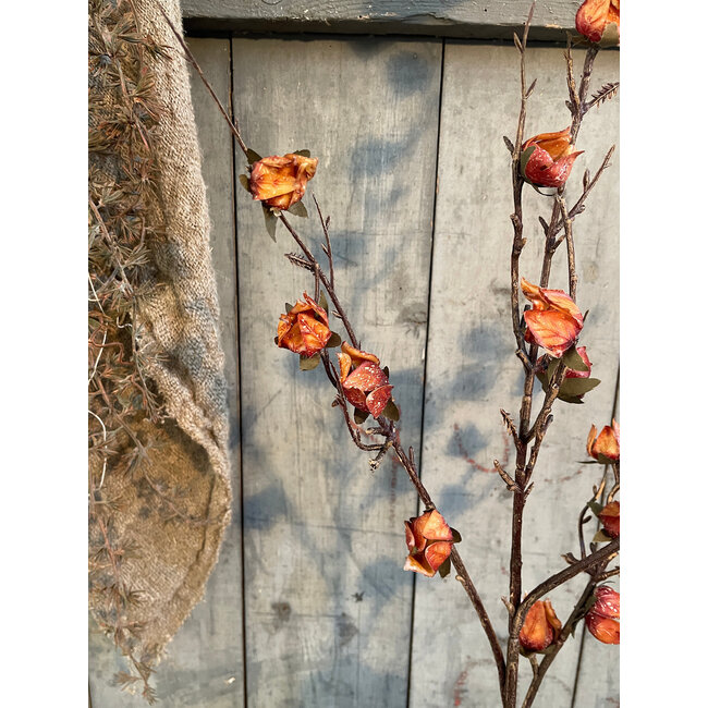 ## Chaenomelus Ant. Brwon 92 cm