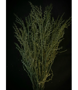 bosbes green 45 cm