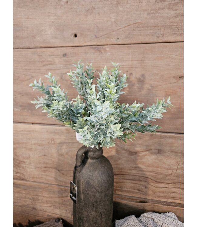 Boxwood Bush 30cm