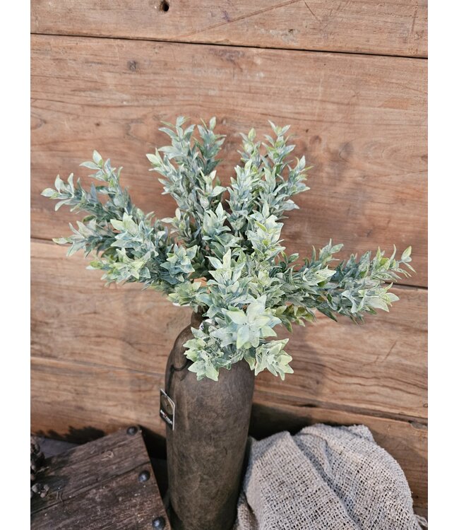 Boxwood Bush 30cm