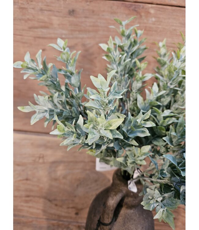 Boxwood Bush 30cm