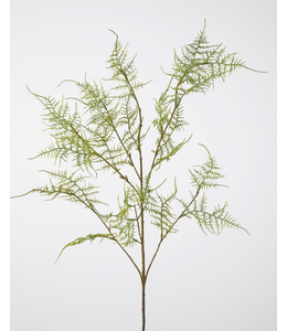 Asparagus Fern Spray 112cm