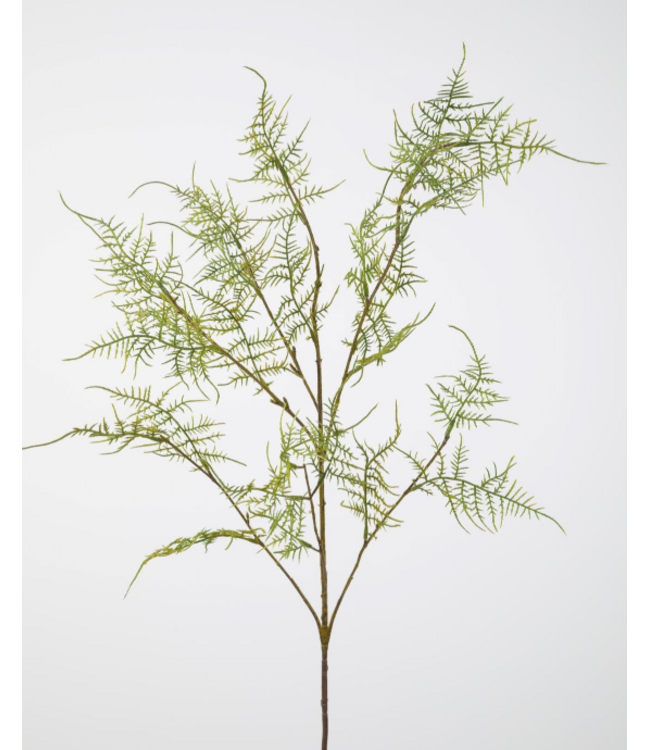 Asparagus Fern Spray 112cm