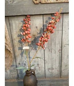 # Digitalis old pink s