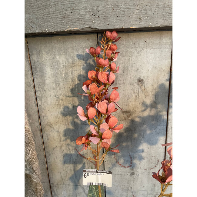 ## Digitalis old pink s