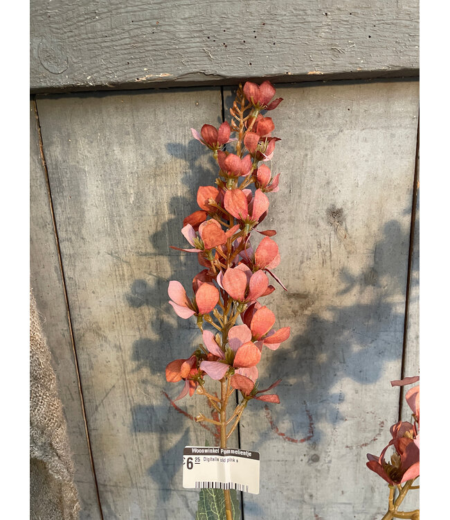 # Digitalis old pink s
