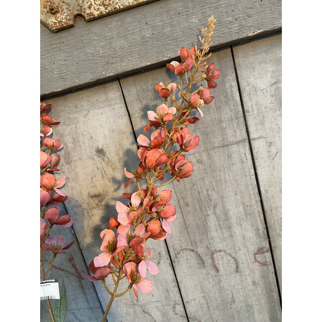 ## Digitalis old pink s