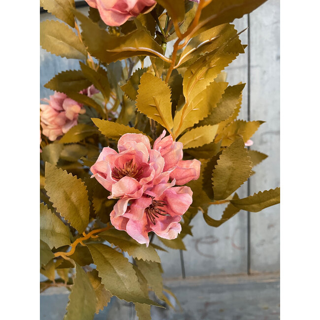 ## Paeonia multi pink L