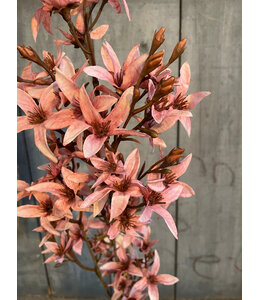 # Magnolia stel. pink L