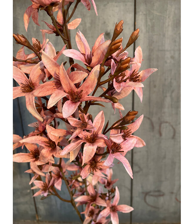 # Magnolia stel. pink L