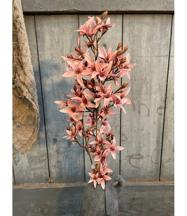 # Magnolia stel. pink L