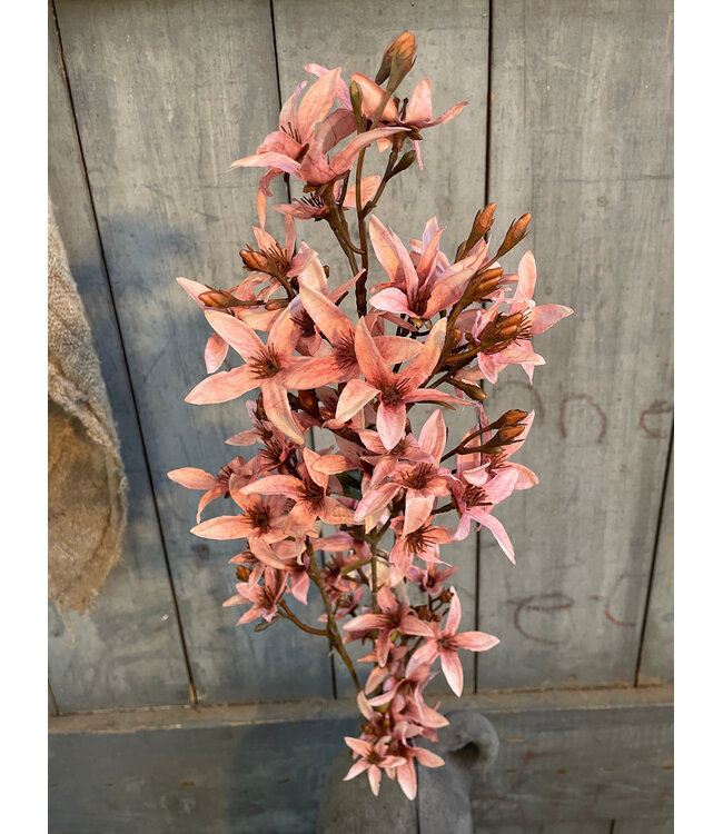 # Magnolia stel. pink L