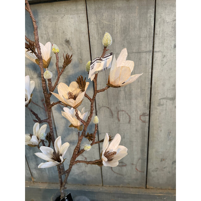 ## Magnolia sou. white L