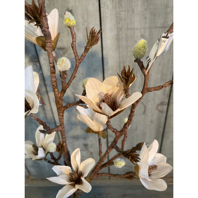 ## Magnolia sou. white L