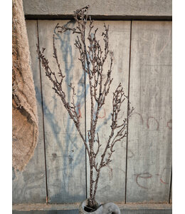 Dried crotch Branch brown L