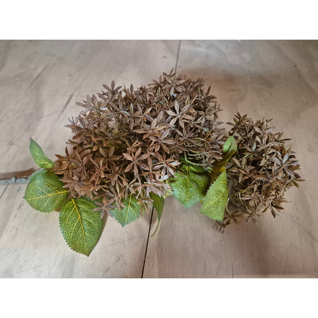 ## Hydrangea midget brown S