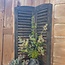 # Dubbel louvreluik - hout - grijze finish - 2 x 25 cm x 90 cm