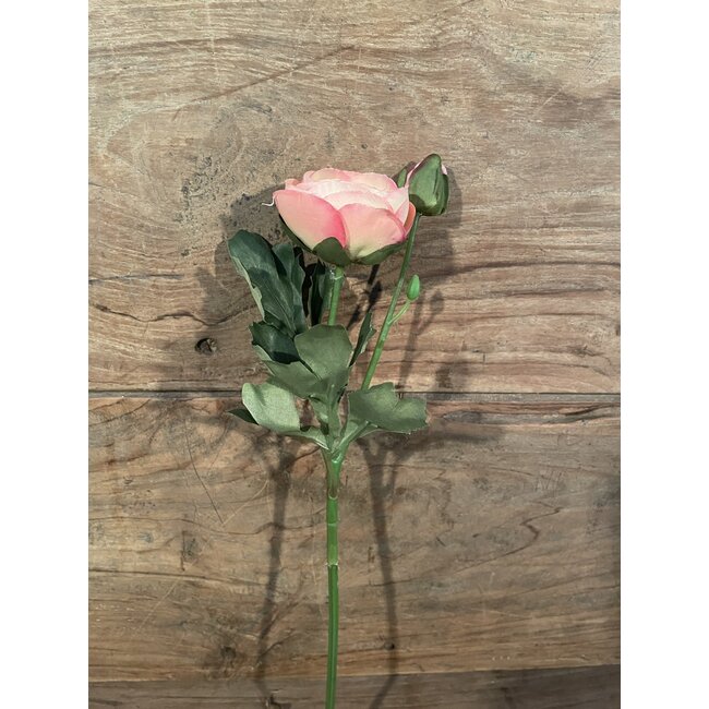 Countryfield ## Roze ranonkel "Isolde" 34 cm