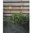 # Solarlamp tuinsteker Lomax roest - per stuk