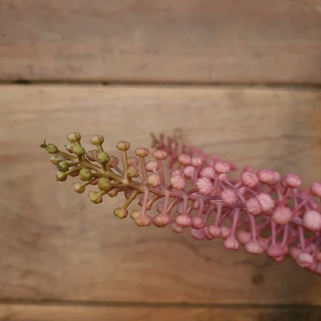 # PHYTOLACCA PINK 93CM - kunst