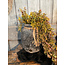 # Planter Neck With Rope Basalt D.22 H.27