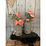# Bottle majestic vintage - glad - 10 x 17 cm