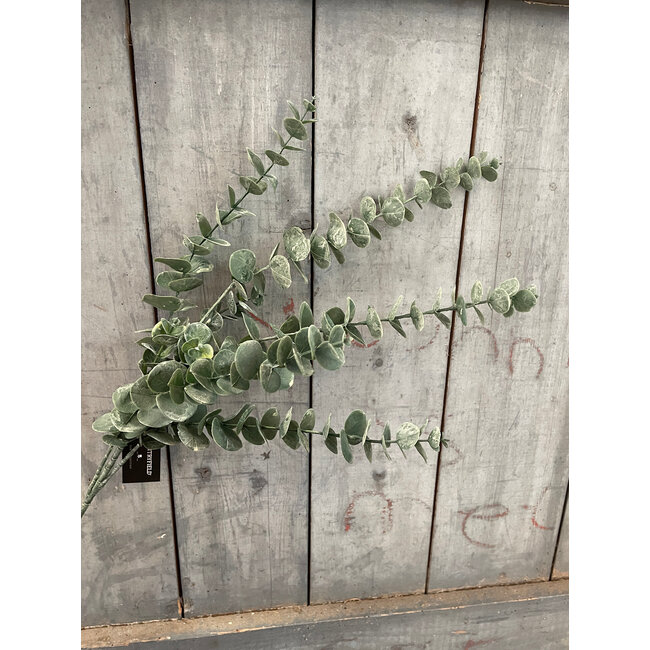 Countryfield ## Kunstblad Eucalipthus L groen-L12B12H105CM