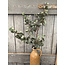 Countryfield ## Kunstblad Eucalypthus L groen-L128B25H10CM