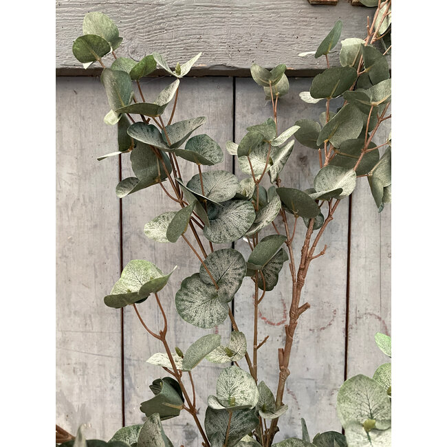 Countryfield ## Kunstblad Eucalypthus L groen-L128B25H10CM