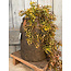 # Vase Coulogne Majestic Brown M D.27 H.33