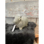 # Cow Classic Majestic Vintage M D.15 H.12
