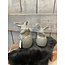 Rabbit In A Egg Majestic Vintage L D.11 H.20