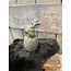 Rabbit In A Egg Majestic Vintage M D.9 H.16