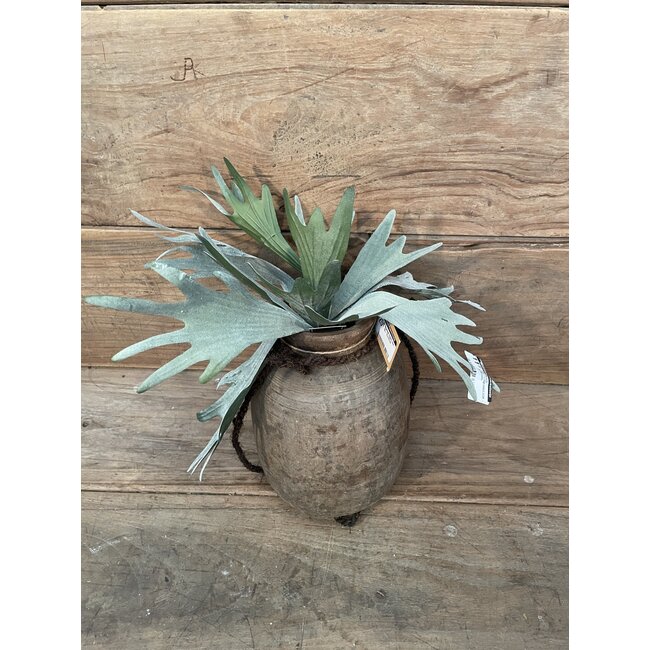 Countryfield ## Platycerium groen-L10B10H63,5CM - hertshoorn