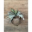 Countryfield ## Platycerium groen-L10B10H63,5CM - hertshoorn