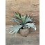 Countryfield ## Platycerium groen-L10B10H63,5CM - hertshoorn