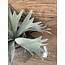 Countryfield ## Platycerium groen-L10B10H63,5CM - hertshoorn