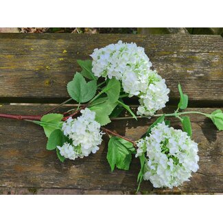 Countryfield ## Sneeuwbal wit - viburnum