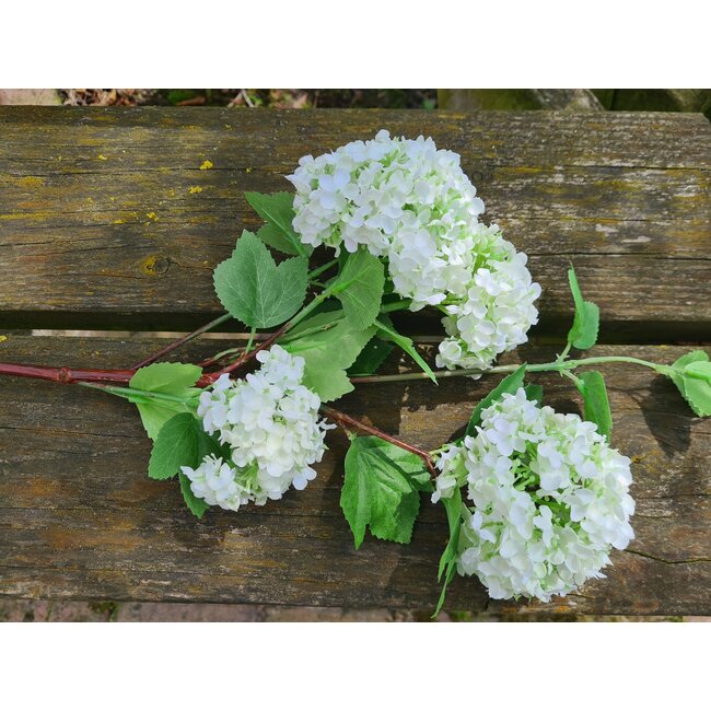 Countryfield ## Sneeuwbal wit - viburnum