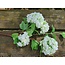 Countryfield ## Sneeuwbal wit - viburnum