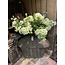 Countryfield ## Sneeuwbal wit - viburnum