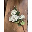 Countryfield ## Sneeuwbal wit - viburnum