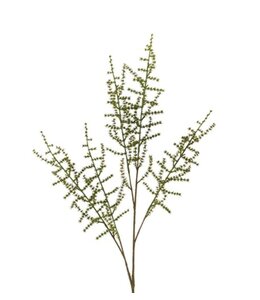 Countryfield # Asparagus setaseus L groen-L100B10H3,5CM