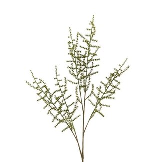 Countryfield # Asparagus setaseus L groen-L100B10H3,5CM