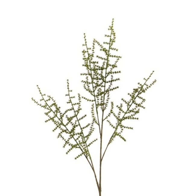 Countryfield # Asparagus setaseus L groen-L100B10H3,5CM