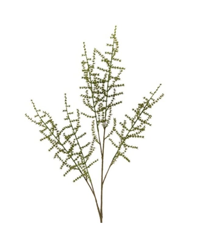 Countryfield # Asparagus setaseus L groen-L100B10H3,5CM
